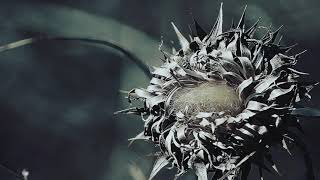 HALB VARAS - Threnody