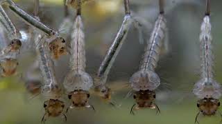 Mosquito (Culex sp., Culicidae) larvae attached to the water surface/Csípőszúnyog lárvák