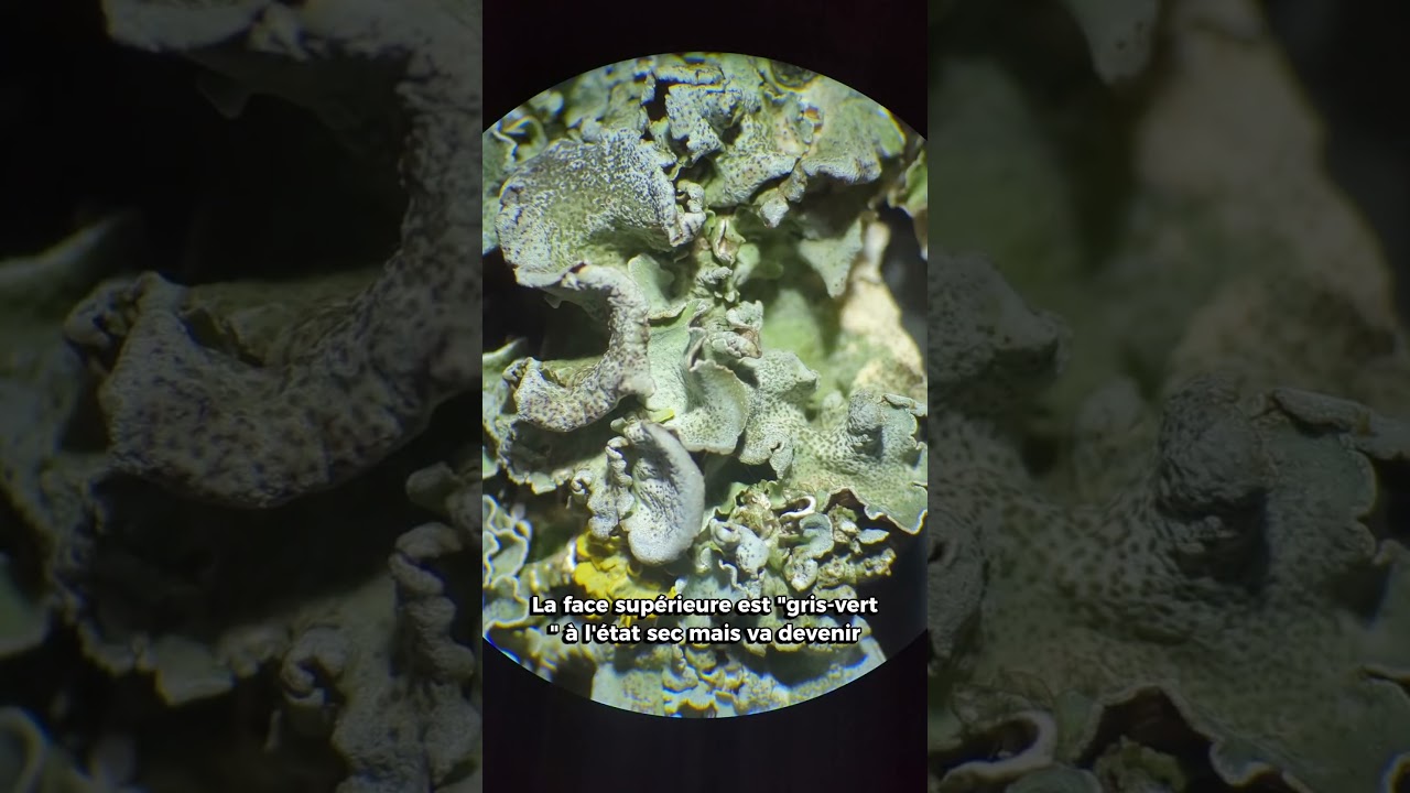 Quel est ce lichen ? Pleurosticta acetabulum