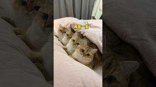 These four cats finally got angry at their owner 😡😂 ~#shorts These four cats finally got angry at their owner 😡😂 ~#shorts