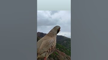 الشيخ ماهر المعيقلي سورة الملك تلاوة خاشعة ❤️❤️❤️❤️❤️