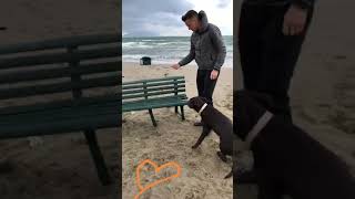 VIDEO Zielinski gioca in spiaggia col suo labrador Mia