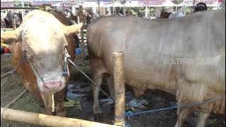 Sapinya Mantul Mantu Berat 1 Ton Lebih Kontes Sapi 2018