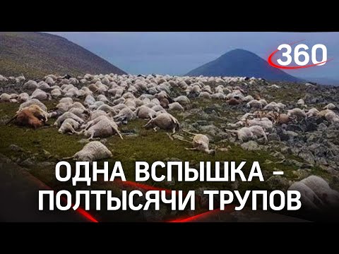 Гора усеяна трупами: молния убила 500 овец в Грузии