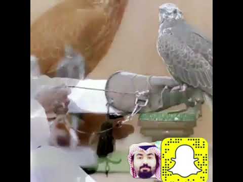 تجهزوا ياربوعنا بالشواهين