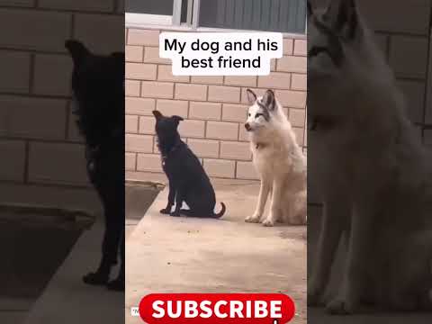 Dog with new