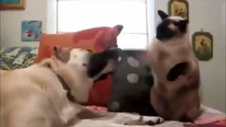 Приколы с кошками и котятами Улетное видео Приколы с кошками и котятами Улетное видео