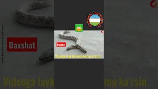 Daxshat.ikki Boshli Ilon Topildi.... .