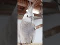 #viralvideo #modapet #petsfofinhos #cockatiel #calopsita #parrot #pets #birds