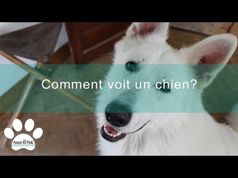 Vidéo: Quelles Sont Les Caractéristiques De La Vision Chez Le Chien