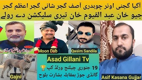 Pakistani Top Class Bully Breed Dog Name Gajni Owner Ch Asif Gujjar P.k Insaaf Group