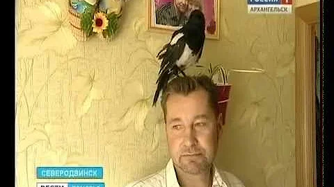 В Северодвинске появилась разговорчивая сорока