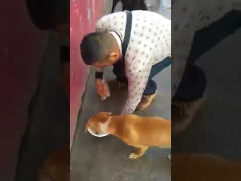 Ayudando a los perros de la calle