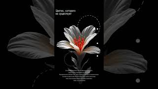 Ai animation poster + after affects “flower that not exist” #graphicdesign #poster