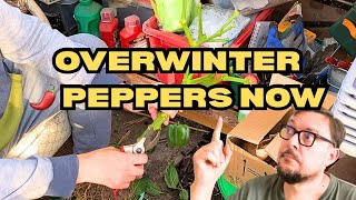 Keep Your Peppers Alive All Winter (Full Guide)