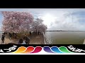 360 Video: DC's Cherry Blossoms