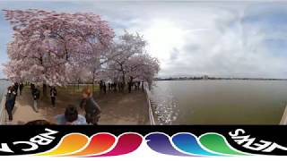 360 Video: DC&#39;s Cherry Blossoms