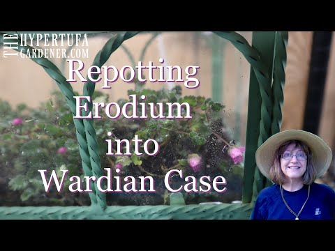 Saving The Erodium In A Wardian Case - Great Little Plant for A Terrarium