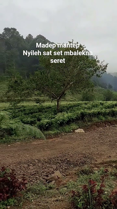 #KataKataJawa#QuotesJawa#BahasaJawa#KataBijakJawa#PepatahJawa#WejanganJawa#UngkapanJawa#fyp