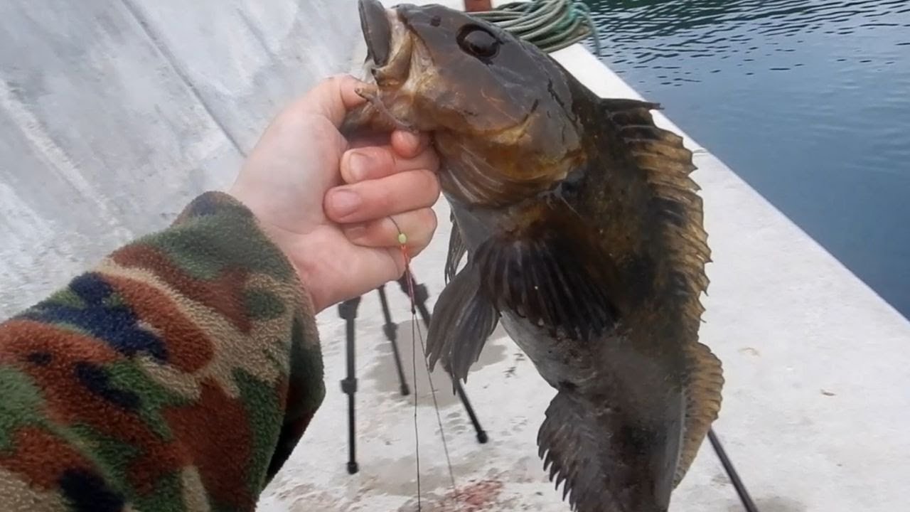 釣った52センチアブラッコを炙って刺身 農園収穫のお祝い Youtube 釣った52センチアブラッコを炙って刺身 農園収穫のお祝い Youtube