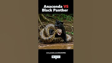 Black Panther vs Anaconda ‼️ Never Mess With a Black Panther #blackpanther  #anaconda
