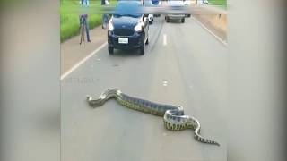 Giant Python Climbing Fence and Crossing Road