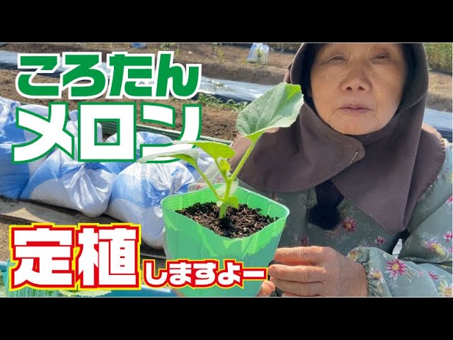 Korotan planting [Melon] [Korotan] - YouTube