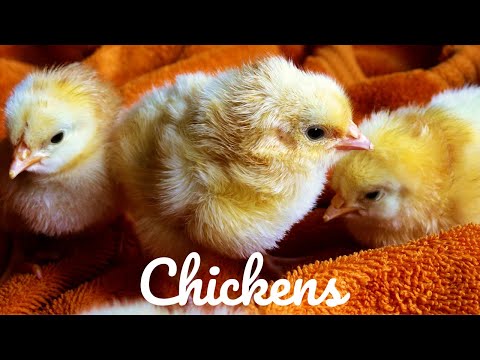 Relaxing Music For Stress Relief Chickens 3 HOURS Of Calming Meditation Study Sleep Music