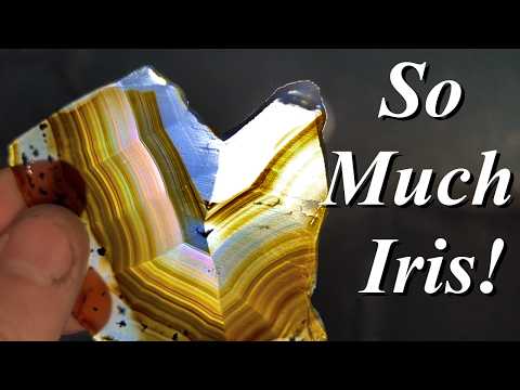 So Much Amazing Iris! Slabbing a 7 Pound MT Agate, Agatized Wood, Montana Moss Agates, & More!