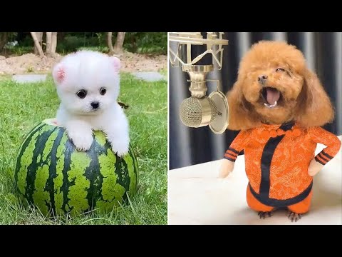 Baby Dogs 🔴 Cute and Funny Dog Videos Compilation #8 | 30 Minutes of Funny  Puppy Videos 2021 - YouTube