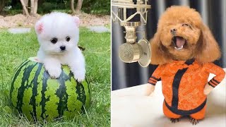 Baby Dogs  Cute and Funny Dog Videos Compilation #8 | 30 Minutes of Funny Puppy Videos 2021