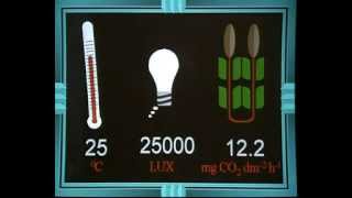 GCSE Science Revision - The Effect Light Intensity on Photosynthesis