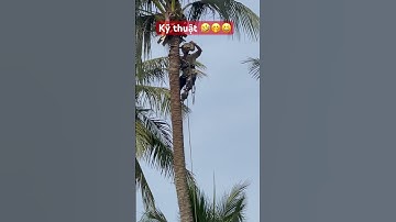 Kỹ thuật cưa cây #shortvideo