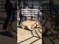Terrified Bull Stomped On After Tossing Tormenter: Never Attend Rodeos