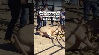 Terrified Bull Stomped On After Tossing Tormenter: Never Attend Rodeos