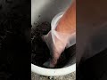 小さな森を作る | Make a Forest with native young trees #terrarium #aquascaping