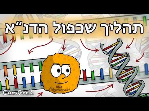 וִידֵאוֹ: מה תפקידו של חידון DNA?