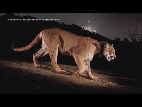 Los Angeles celebrity mountain lion P-22 euthanized due to severe injuries