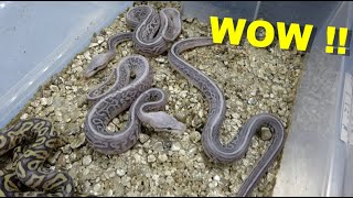 These Ball Pythons Are Just Stunning !! They're Silver !!