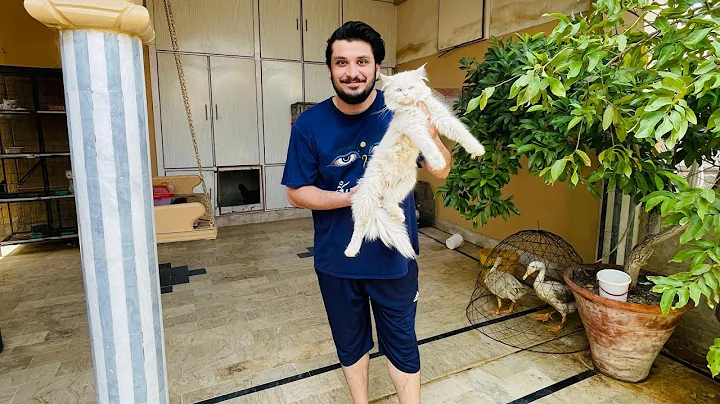 Video 11525581: eyes white persian cat, persian cat white male, blue eyes persian cat, pets