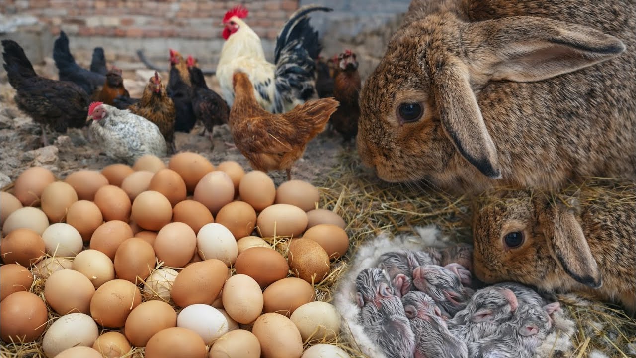 GOLDEN MISHRI MURGI EGGS PROGRESS AND RABBITS BREEDING INFORMATION AND FEWME CHICKS INFORMATION VLOG