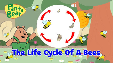 Life cycle of a bee | Honey Bee for kids | A Bee-rilliant Adventure with Pants Bear