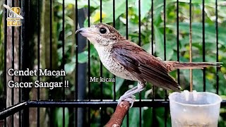 Burung Cendet Macan Bahan Langsung Gacor