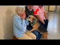 When Dogs Choose Their Forever Humans ❤️ Adoption Moments