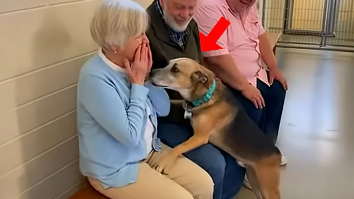 When Dogs Choose Their Forever Humans ❤️ Adoption Moments
