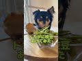 犬を煽るフトアゴヒゲトカゲ#shorts