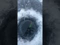 Окунь лезет прямо в лунку