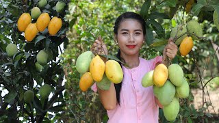 Harvest mango in my homeland and make mango dessert - Healthy fruit