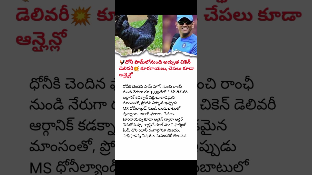 MS Dhoni's Farm Produces Rare Chicken Delicacy || Ayam Cemani Now Exported to Australia || Farmer 07