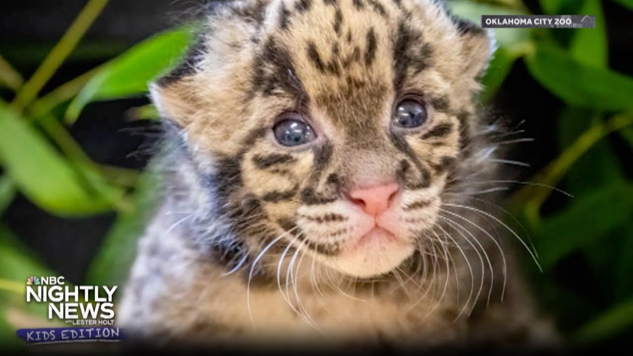 Meet this rare clouded leopard kitten | Nightly News: Kids Edition